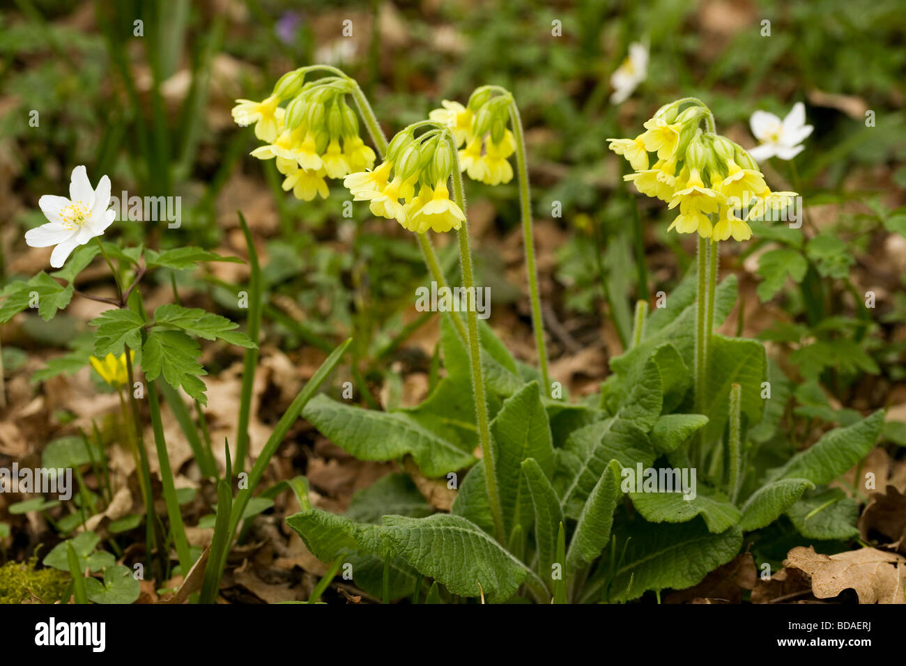 Oxlip flowers in Hayley Wood, Cambridgeshire. Stock Photo