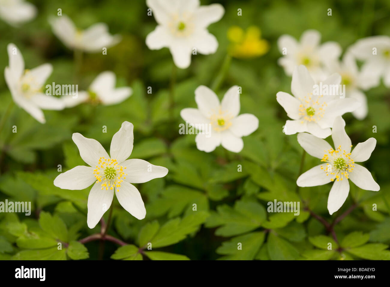 Wood anemone flowers in Hayley Wood, Cambridgeshire Stock Photo Alamy