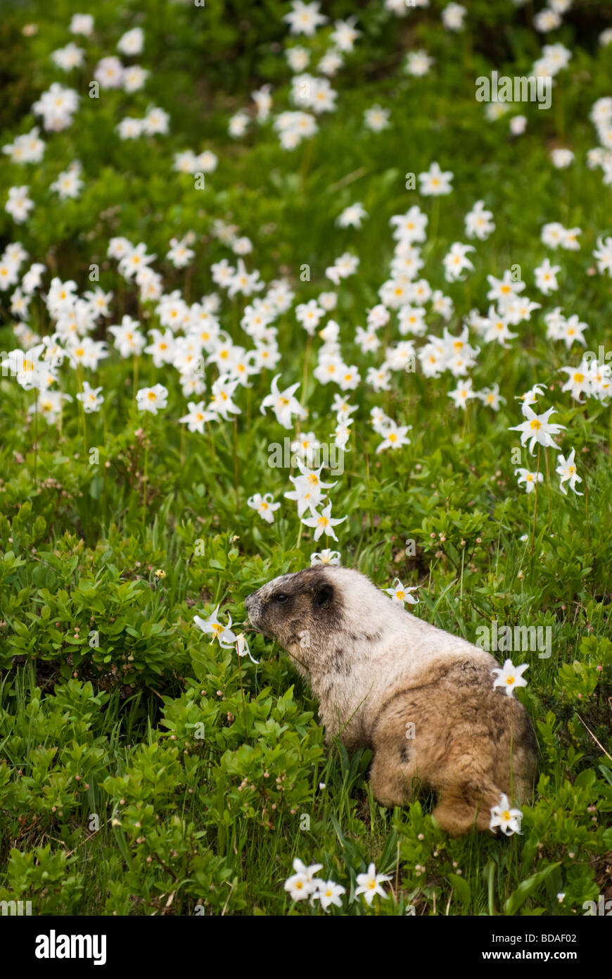 A hoary marmot forages among the avalanche lilies in Mt. Rainier National Park. Stock Photo