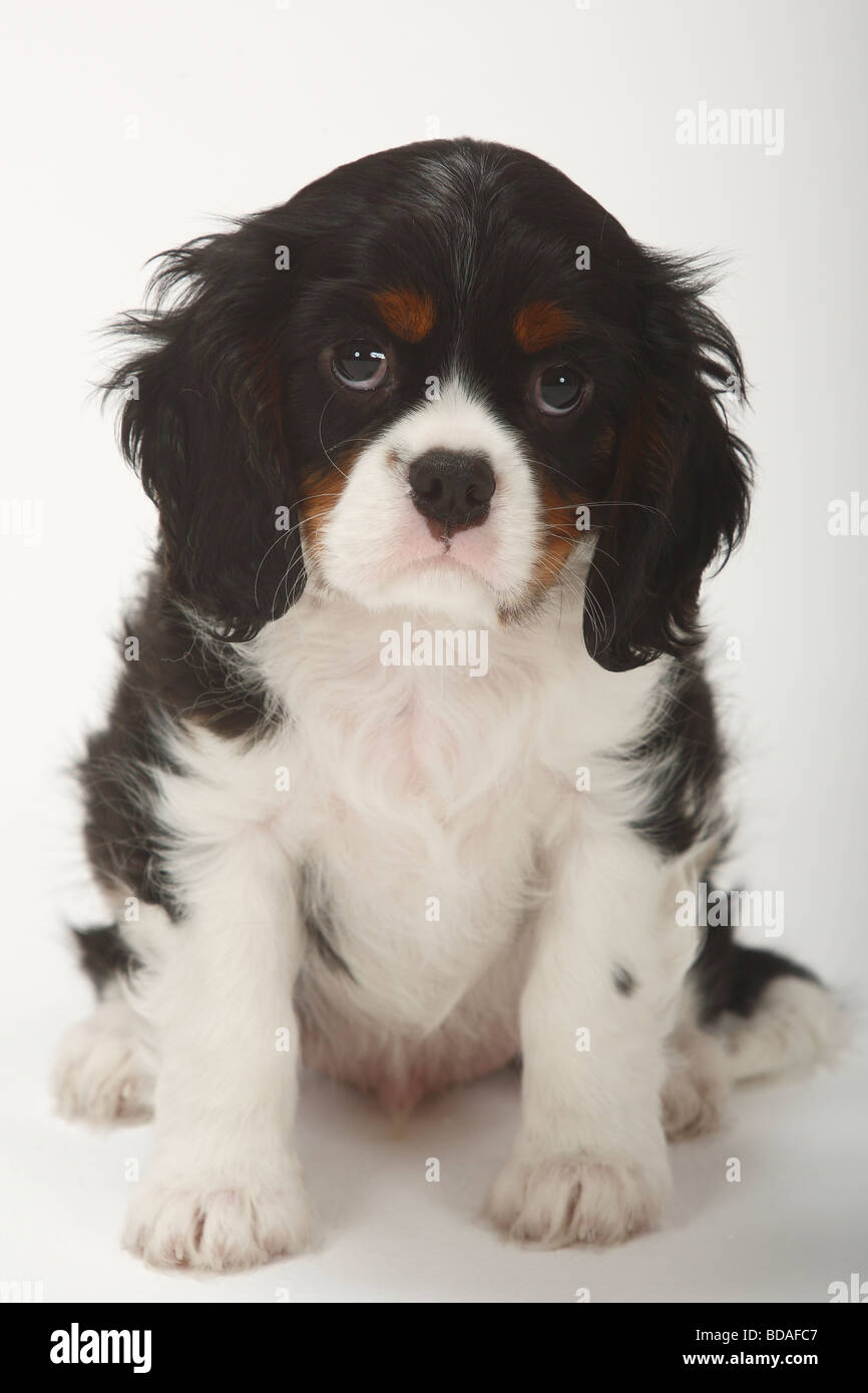 Cavalier King Charles Spaniel puppy tricolour 9 weeks Stock Photo