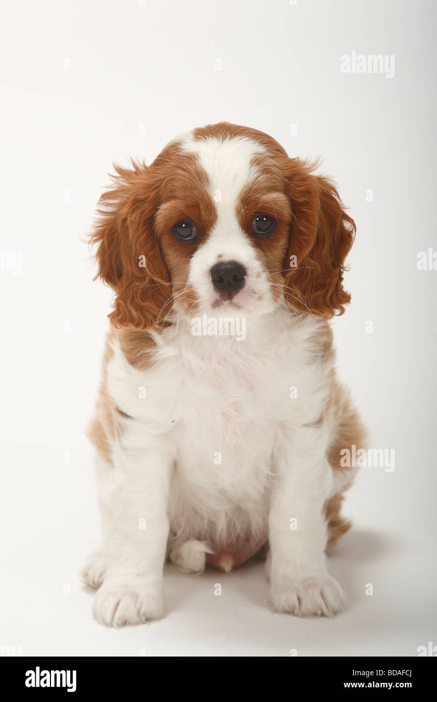 Cavalier King Charles Spaniel puppy blenheim 9 weeks Stock Photo