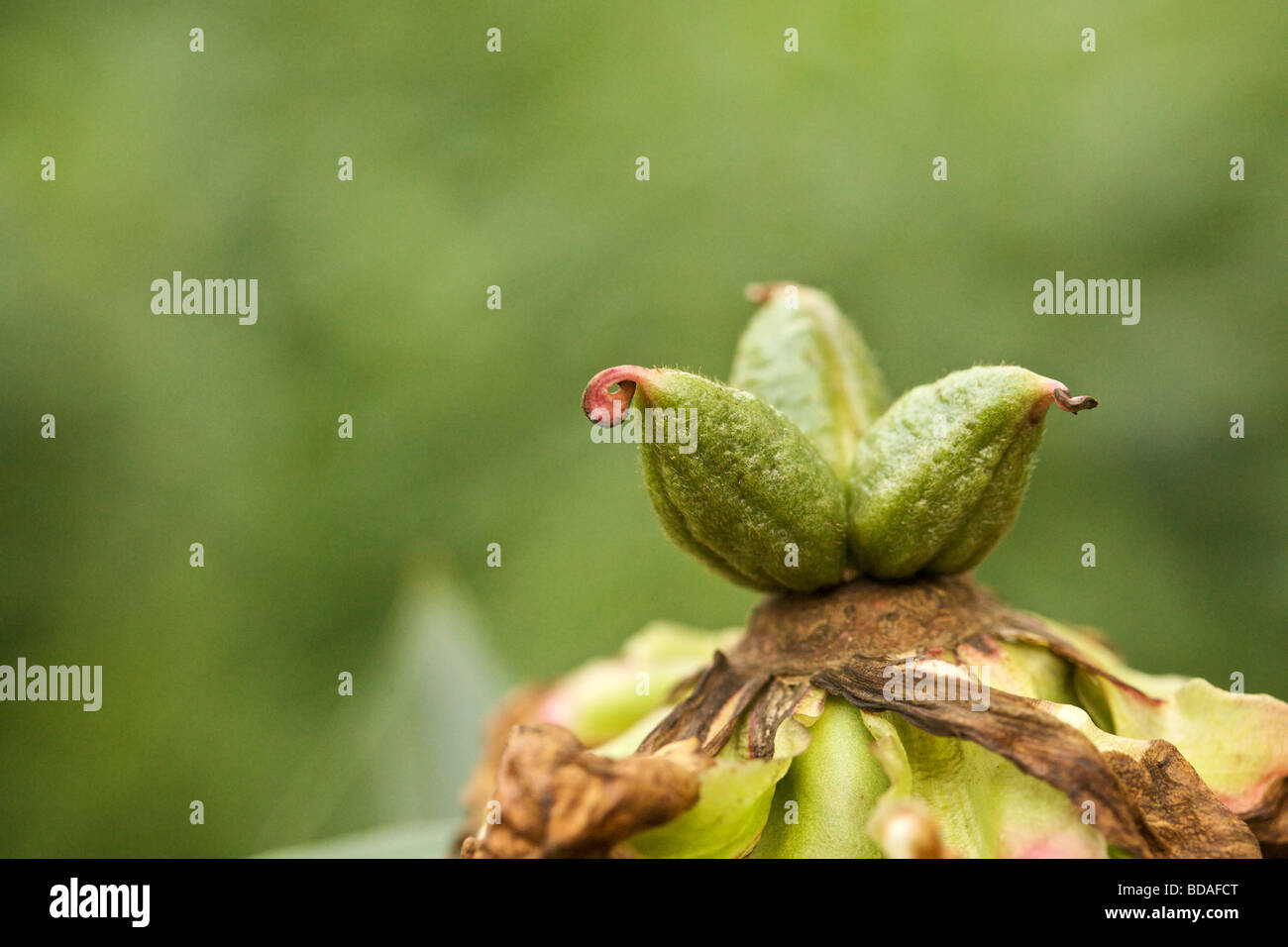 Peony seed pods Stock Photo - Alamy