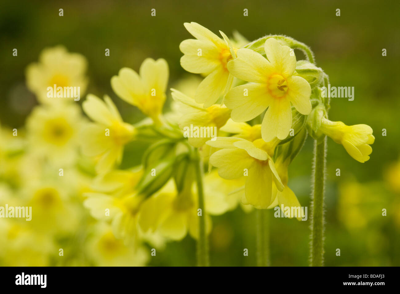 Oxlip flowers in Hayley Wood, Cambridgeshire. Stock Photo