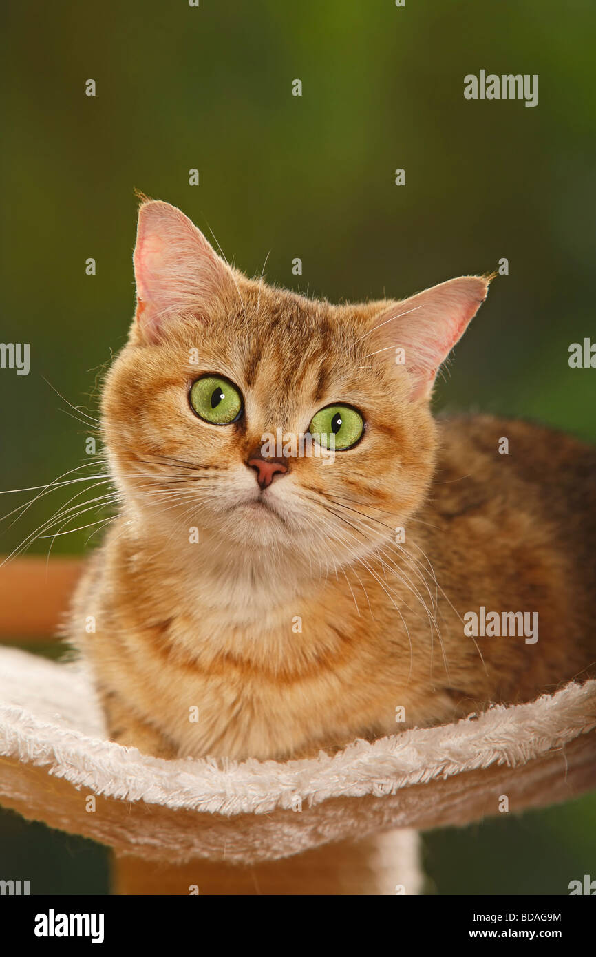 British Shorthair Cat Golden Mackerel Tabby Stock Photo 25433232