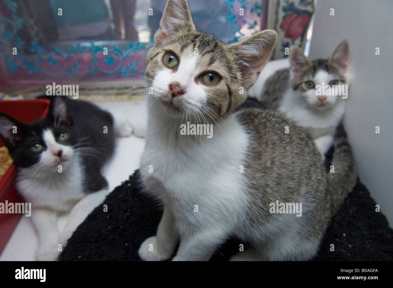 Pet store window hires stock photography and images Alamy