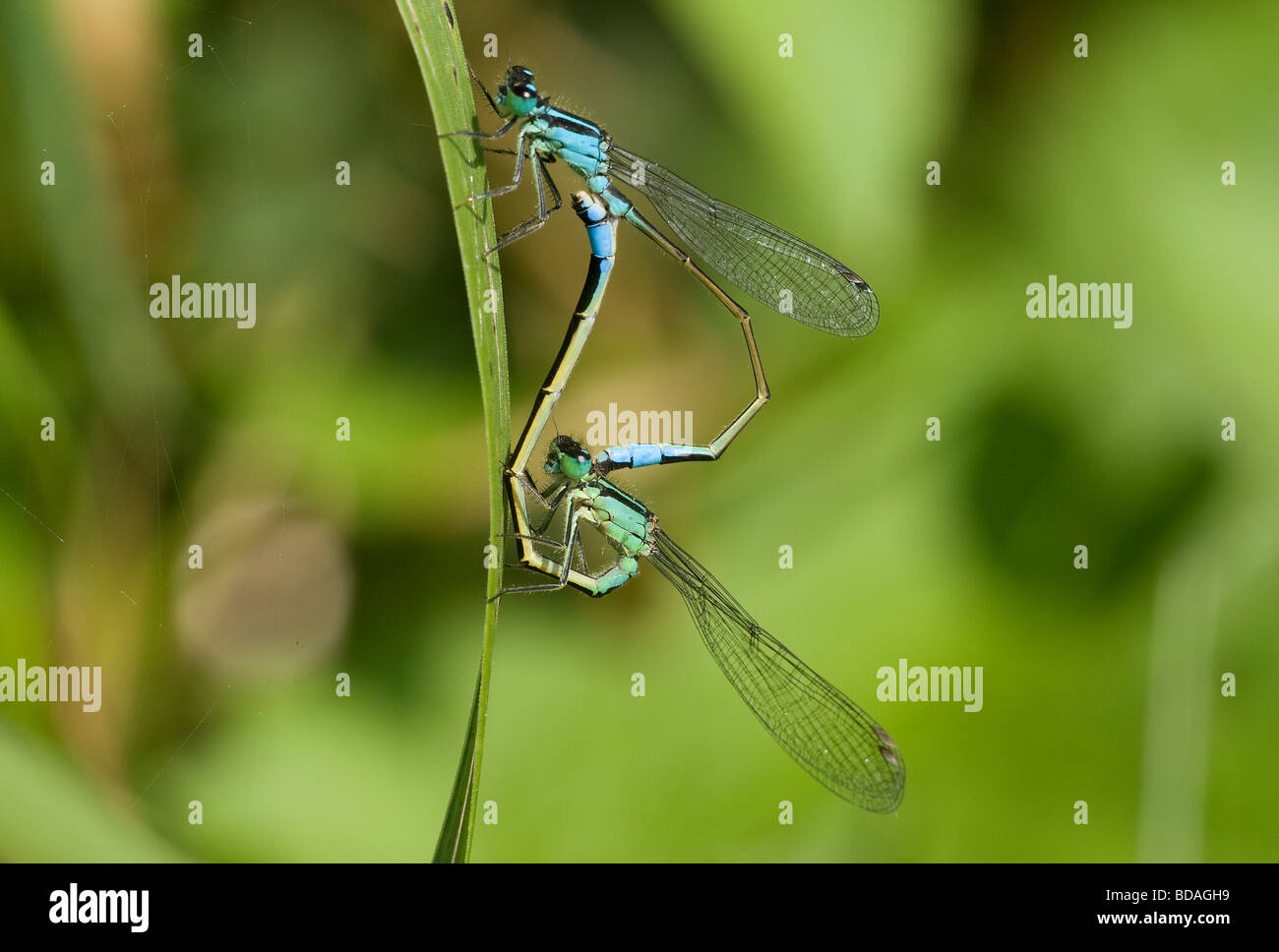 Mating Common Blue Damselflies enallagma cyathiger Stock Photo - Alamy