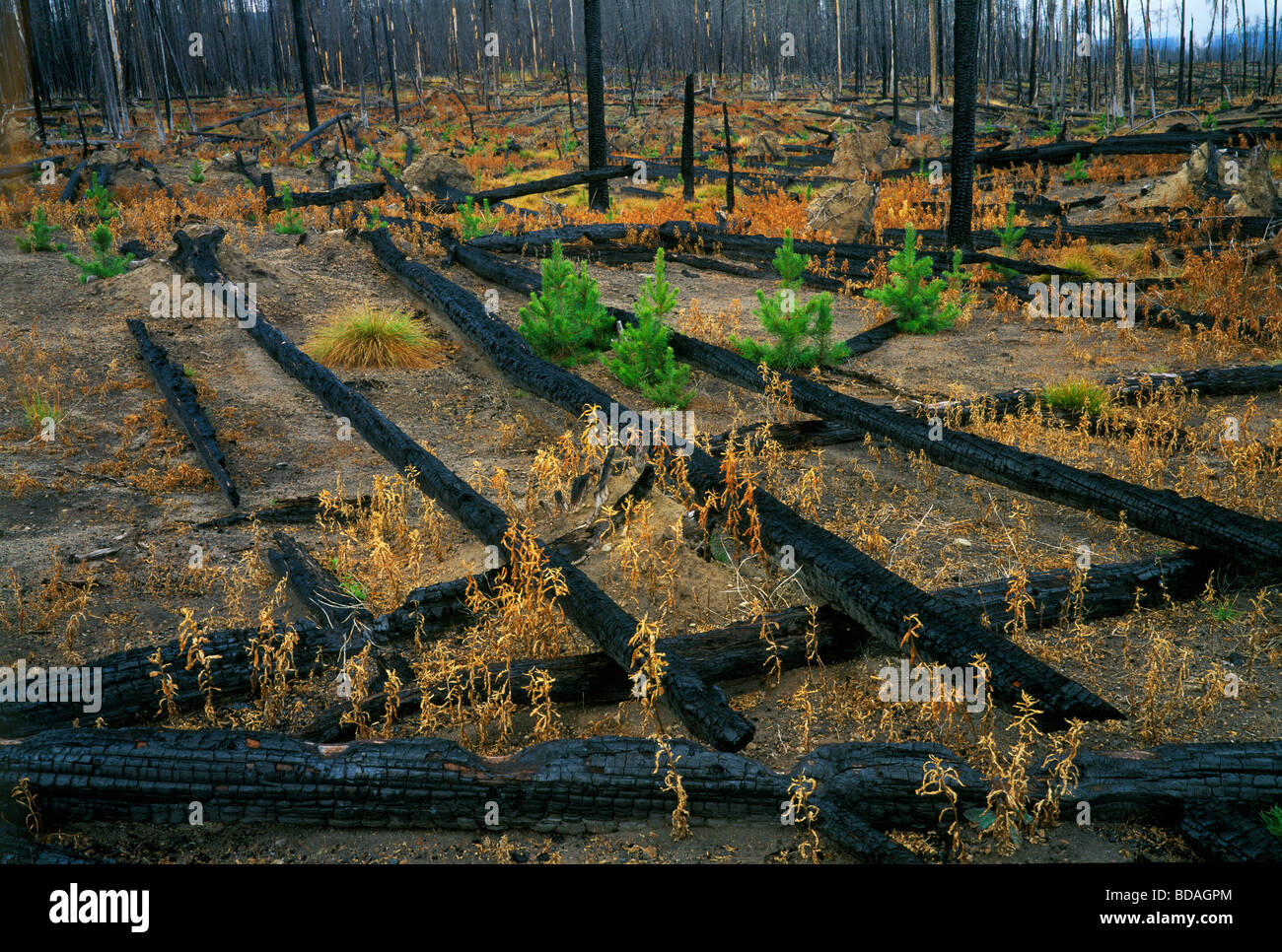 Lodgepole Pine Pinus contorta saplings and seedlings after forest fire