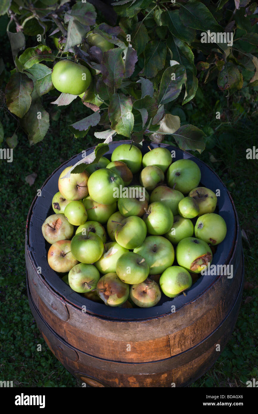 Apple cider barrel hires stock photography and images Alamy