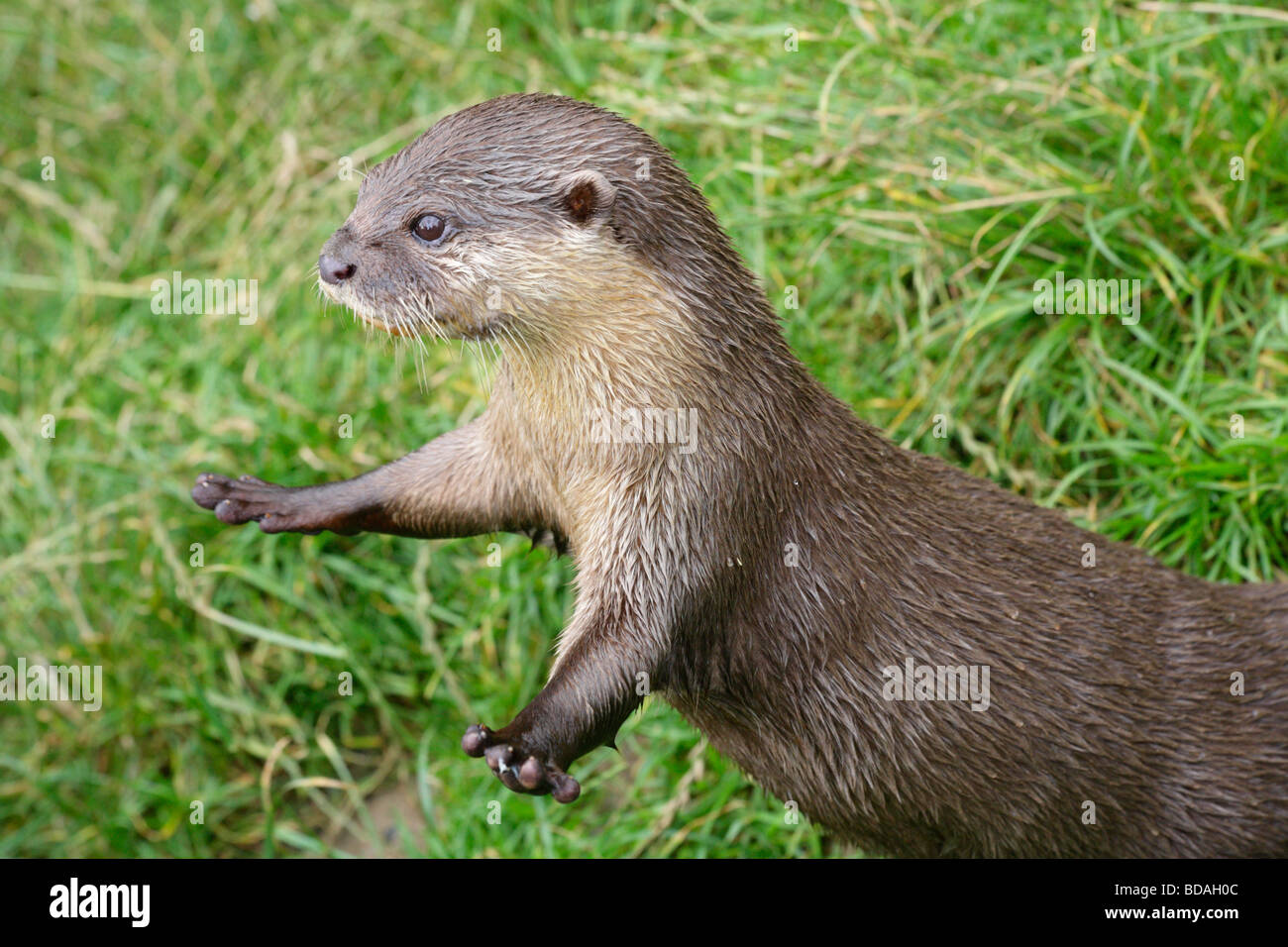 Asian short clawed otter, amblonyx cinereus, displaying front legs with short blunt claws. Stock Photo