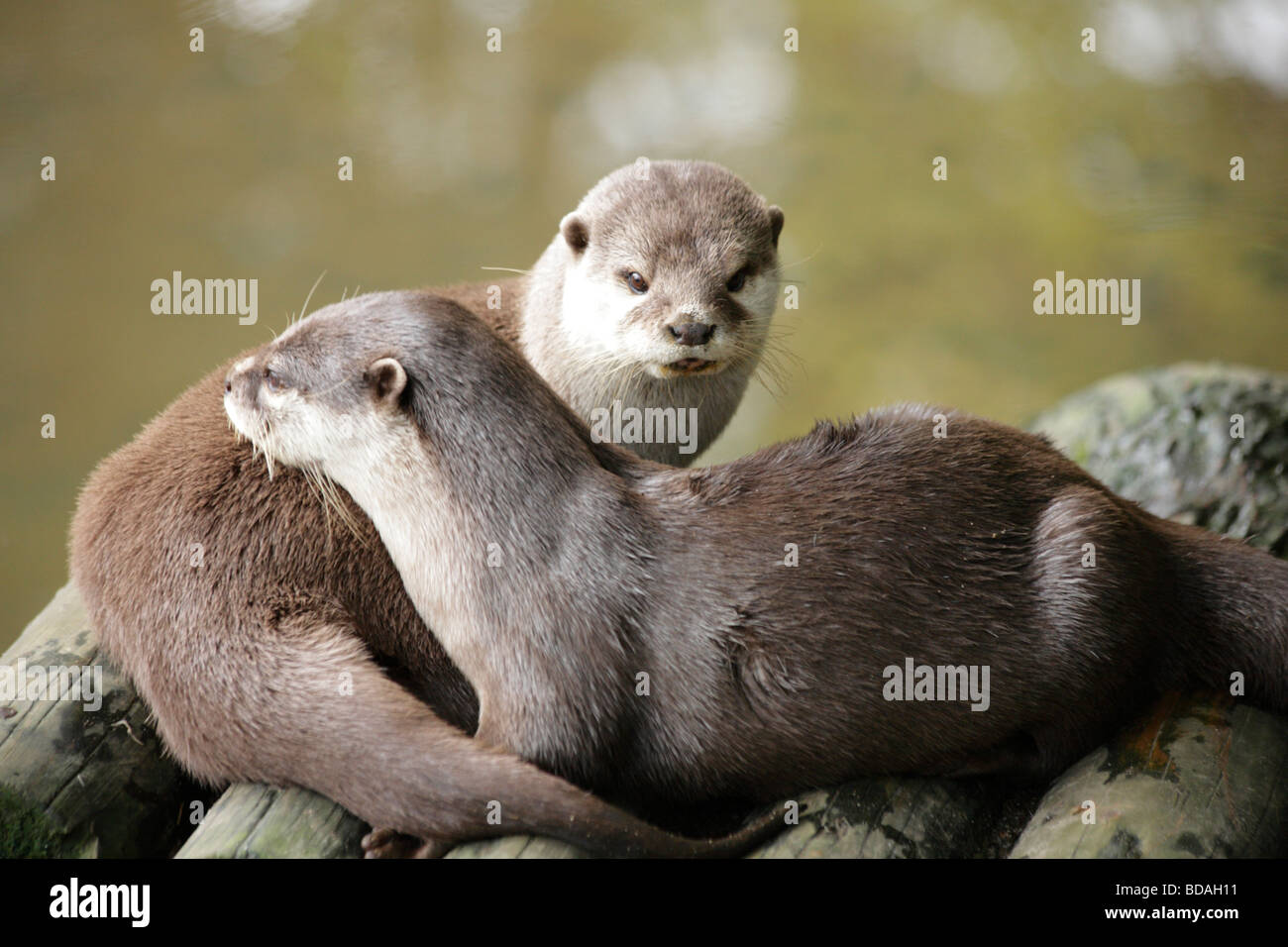 Two Asian short clawed otters, amblonyx cinerius, resting together at waters edge. Stock Photo