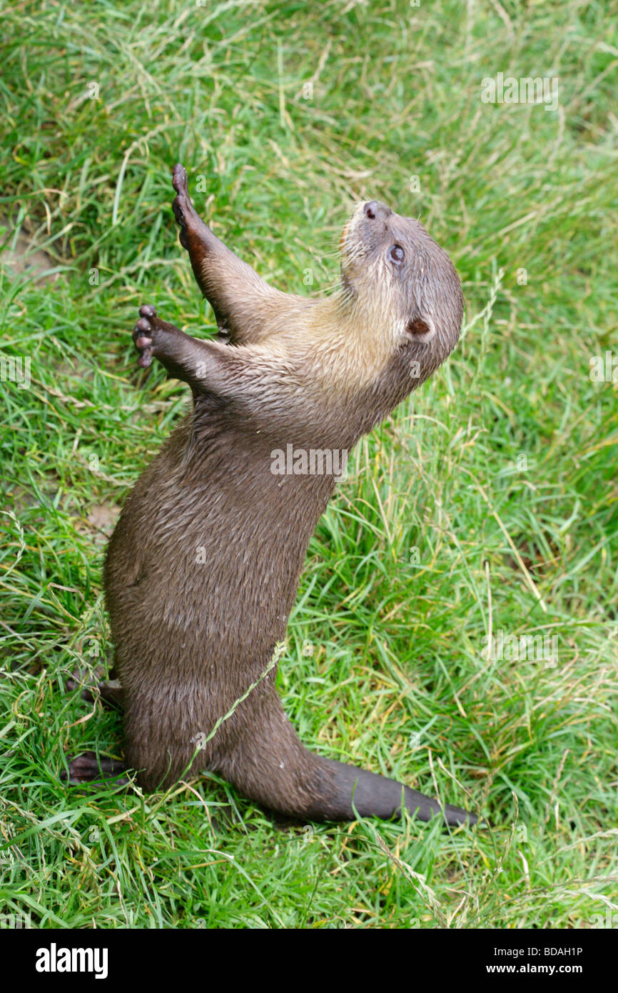 Asian short clawed otter, amblonyx cinereus, standing upright on hind legs and tail, displaying short claws on front feet. Stock Photo