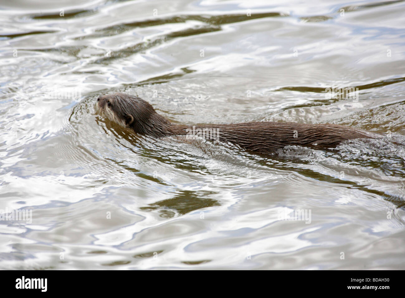 Asian short clawed otter, amblonyx cinereus, swimming. Stock Photo