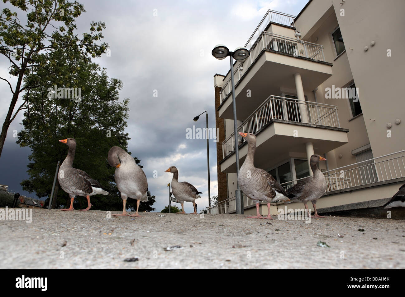 Ducks graze freely in front of a modern building in the proximity of the River Thames. Stock Photo