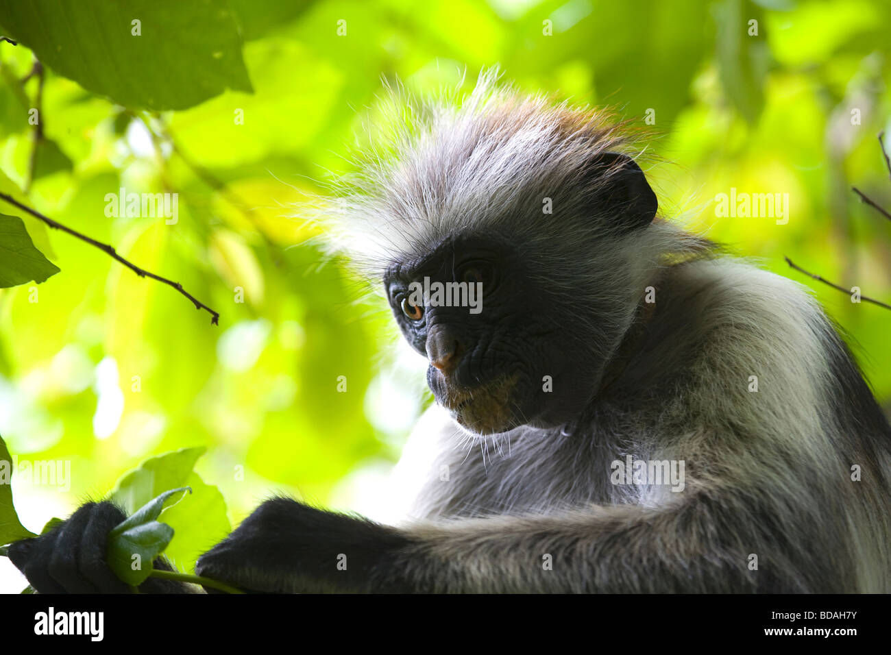 Red Colobus Monkey Jozani Forest Zanzibar Stock Photo