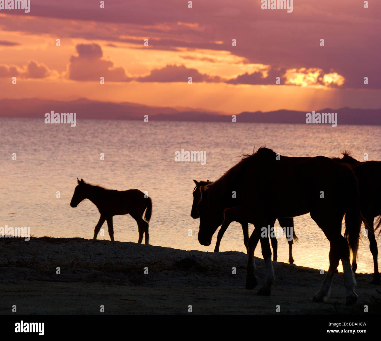 The wild horses of Vieques Island on the beach at sunset, Puerto Rico ...