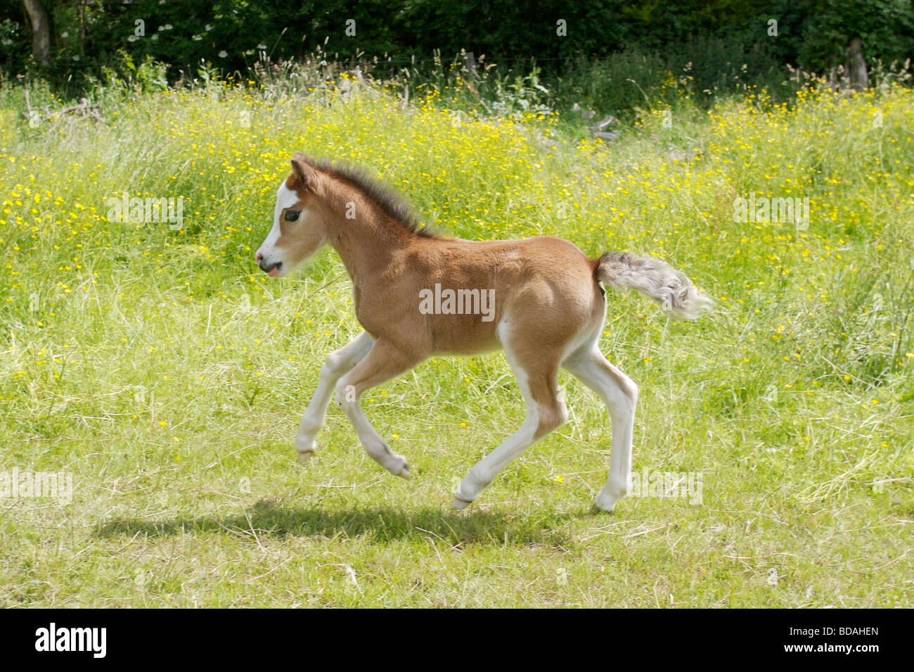 summer foal Stock Photo