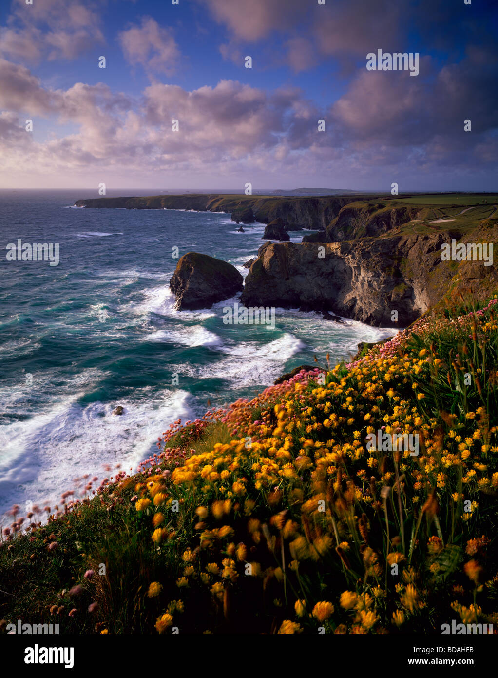 Spring flowers on the Carnewas cliff top overlooking Bedruthan Steps on the North Cornwall Coastline near Newquay, Cornwall, England Stock Photo