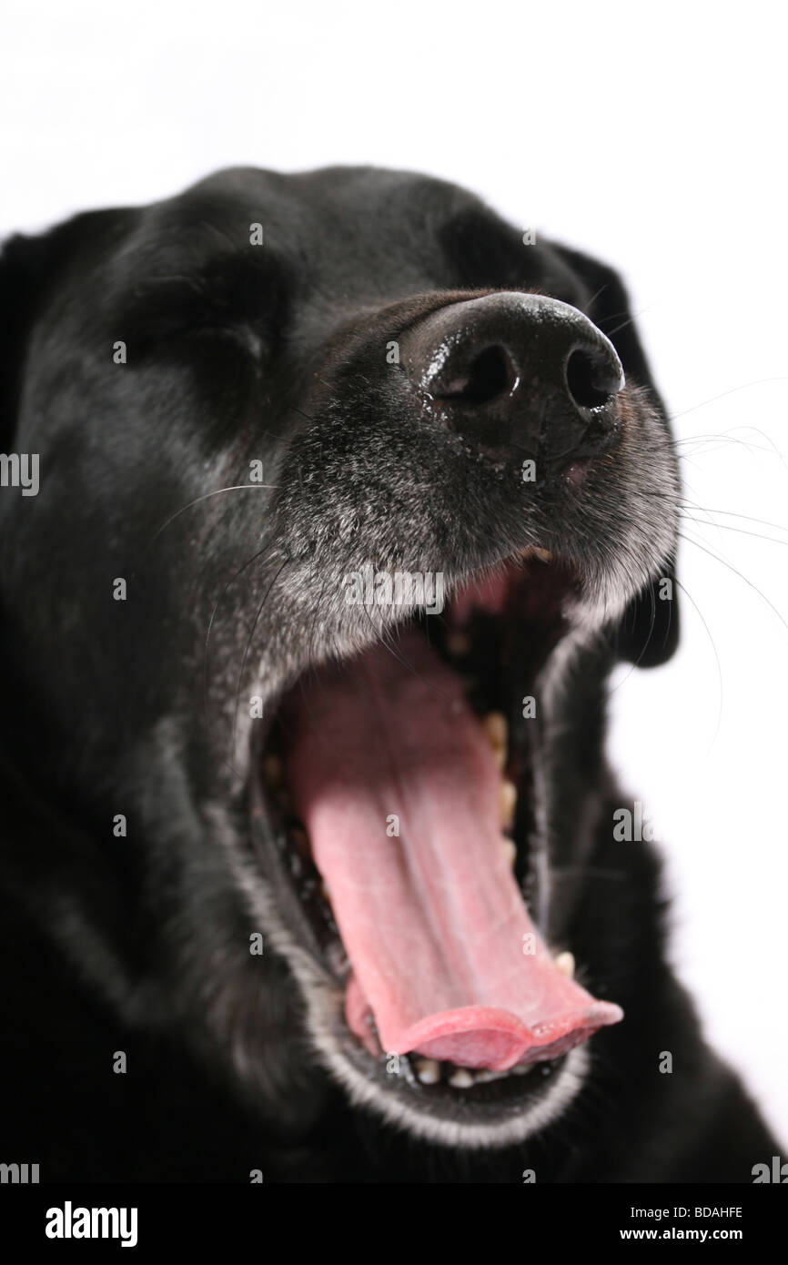 Dog whiskers close up High Resolution Stock Photography and Images Alamy