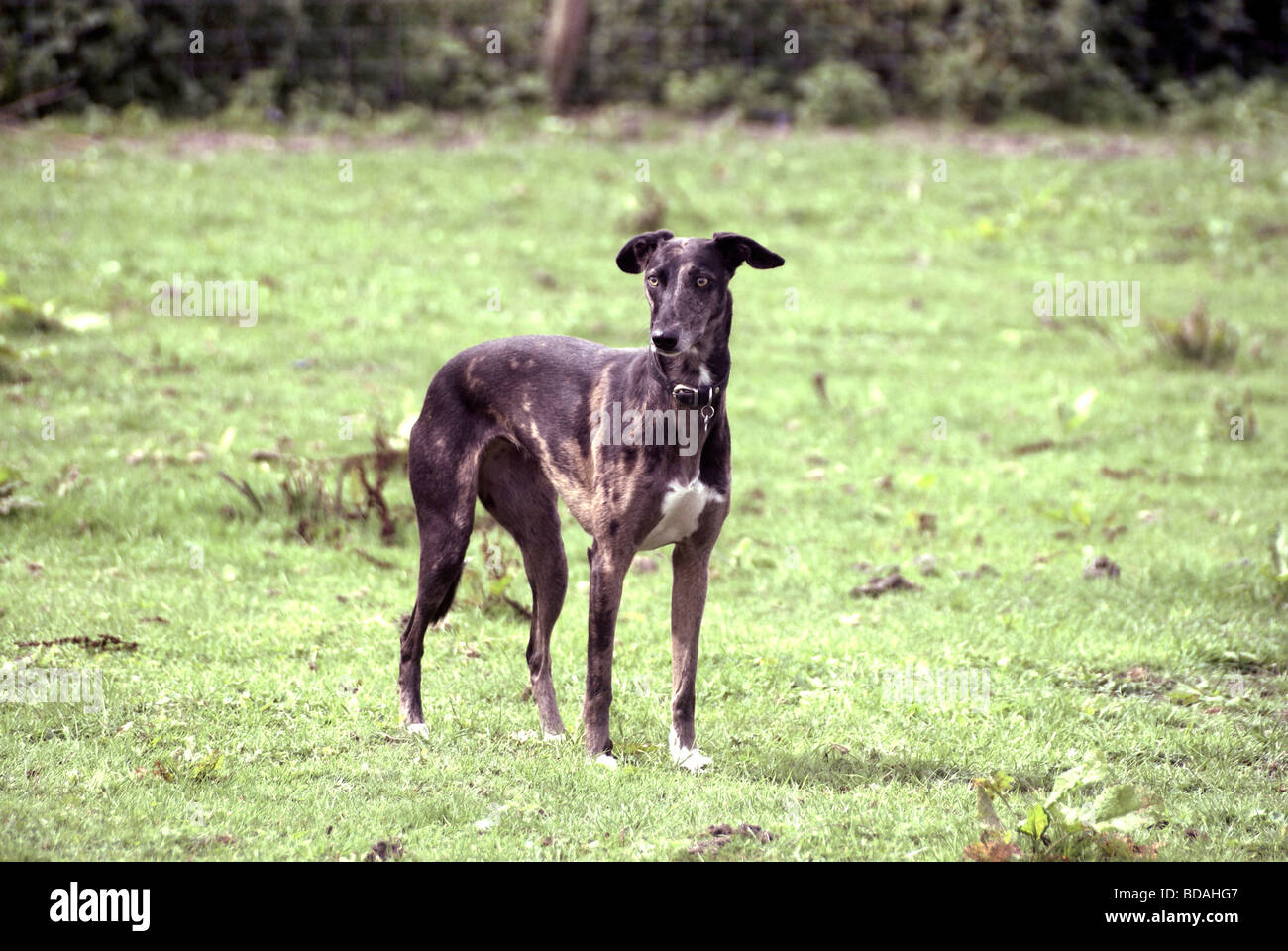 Lurcher dog hires stock photography and images Alamy