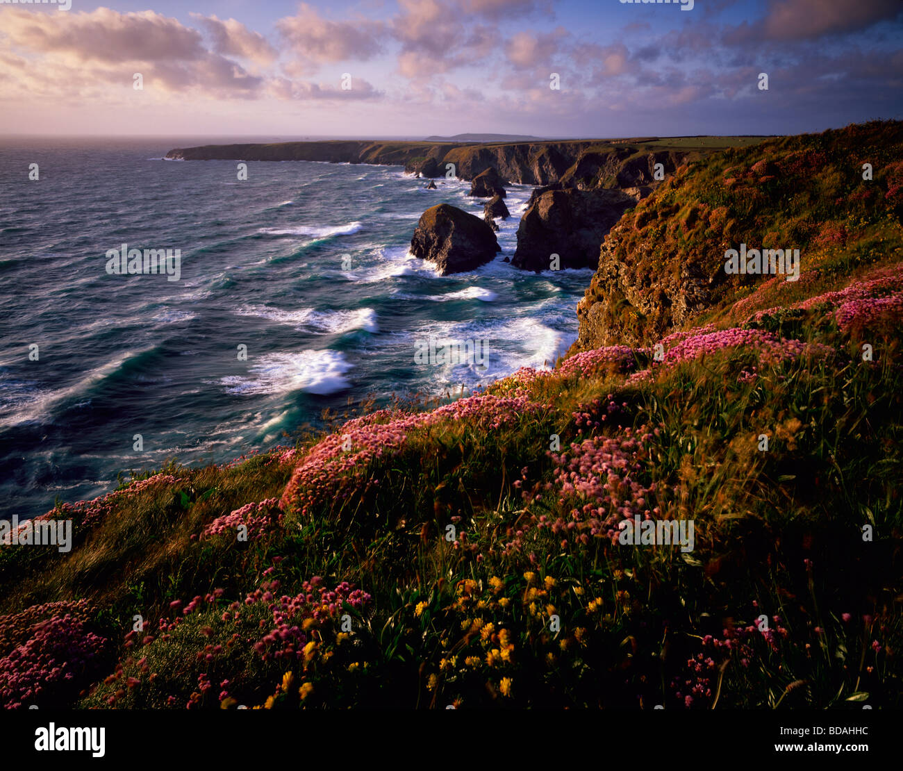 Spring flowers on the Carnewas cliff top overlooking Bedruthan Steps on the North Cornwall Coastline near Newquay, Cornwall, England Stock Photo