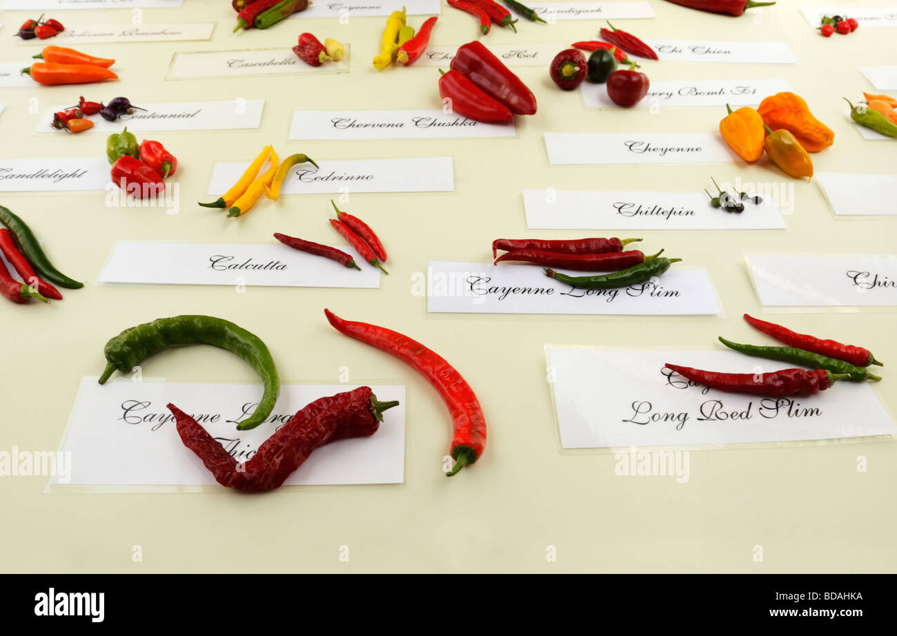 Display of various labeled chillies. West Dean Chilli Fiesta, West Sussex, England, UK. Stock Photo
