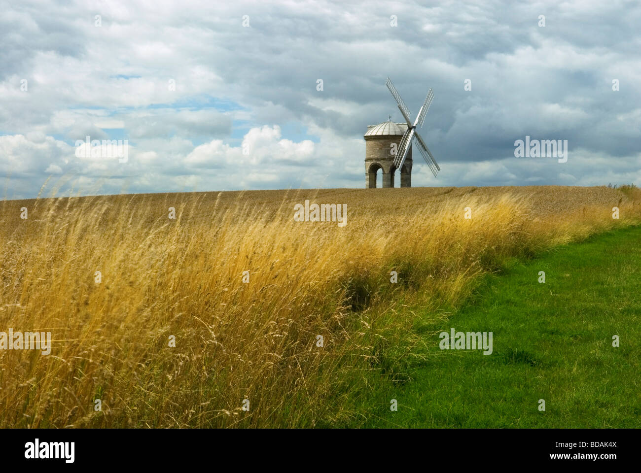Chesterton Windmill set in a field of ripening Wheat Stock Photo