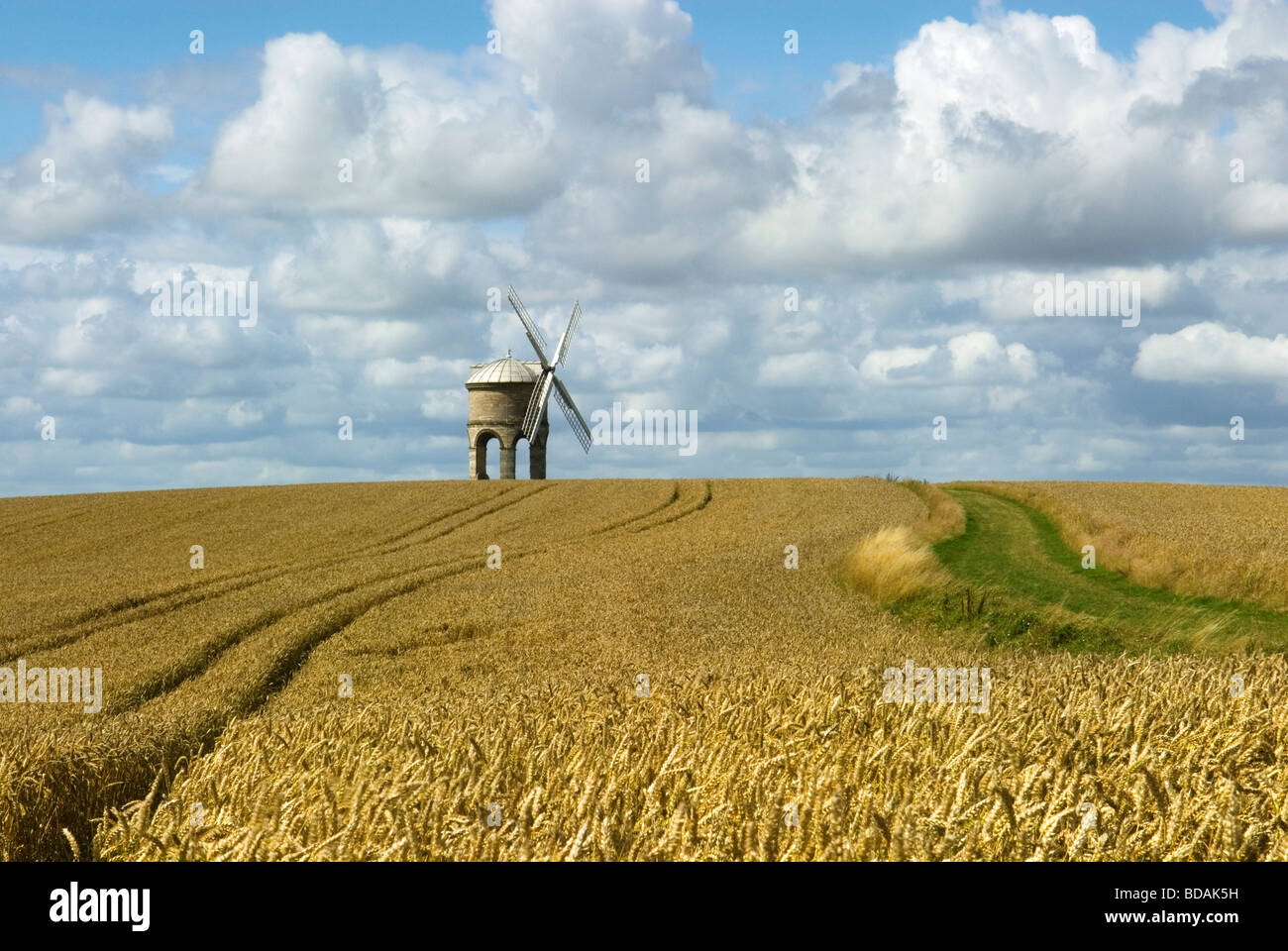 Chesterton Windmill set in a field of ripening Wheat Stock Photo