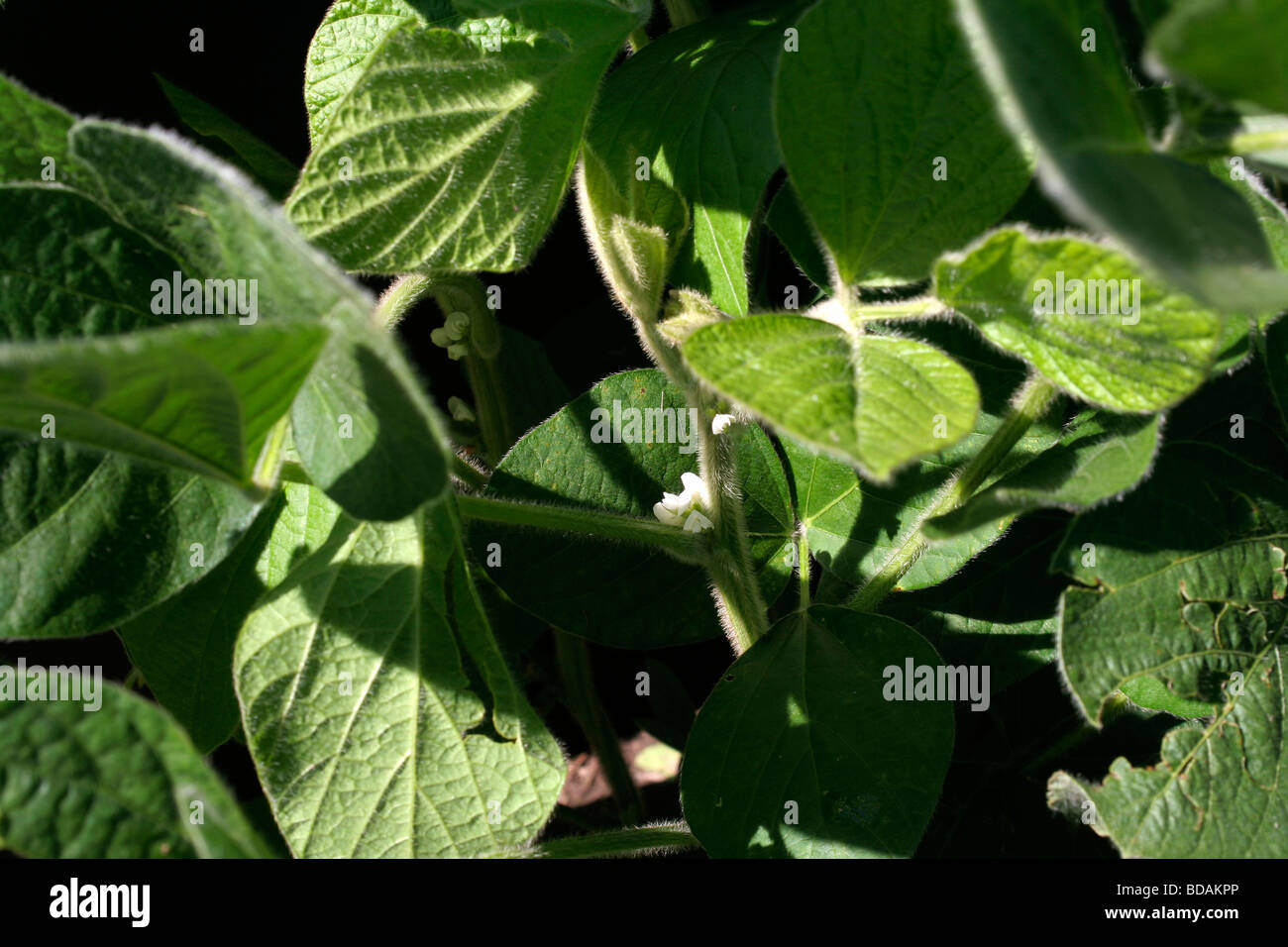 soybean flower