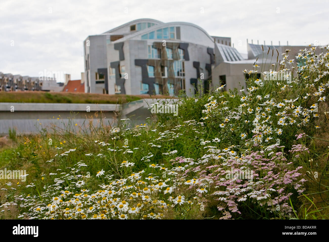 Wild flowers and grasses grow around the Scottish Parliament building