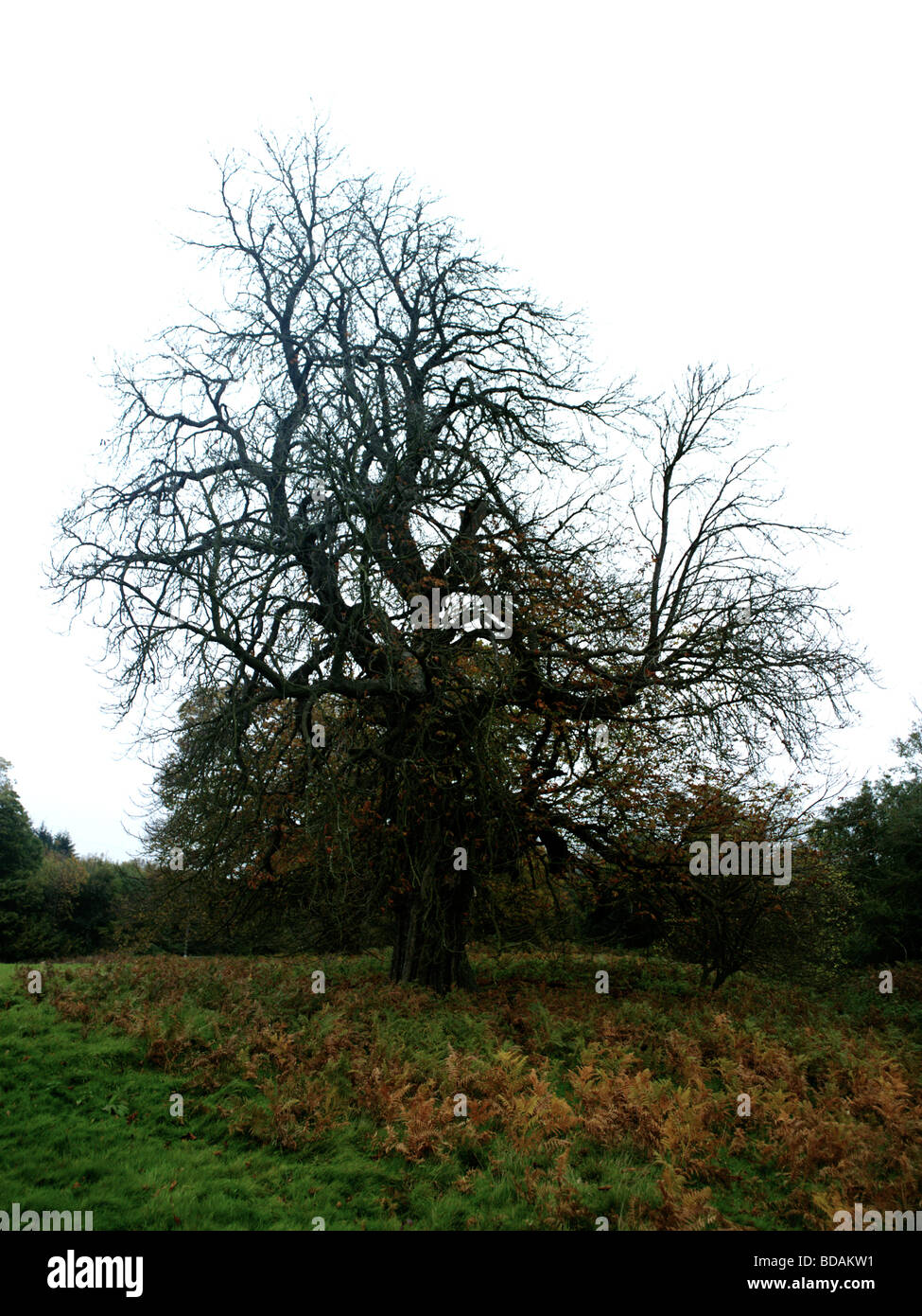 Oak tree leaves woodland hi-res stock photography and images - Alamy