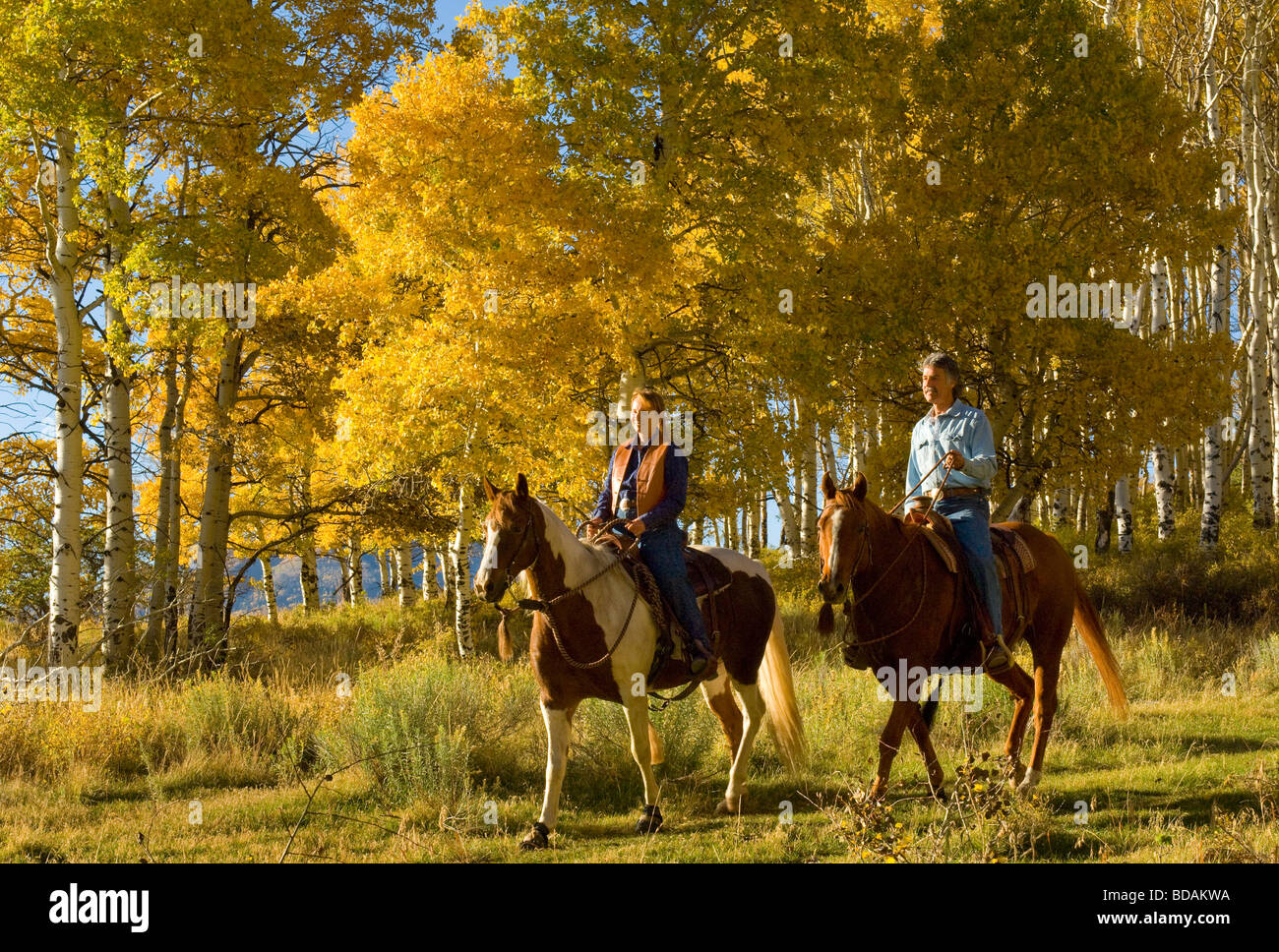 Couple riding horses through Aspens trees Stock Photo Alamy
