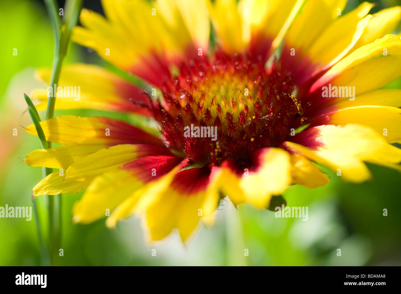 Indian blanket blossom hires stock photography and images Alamy
