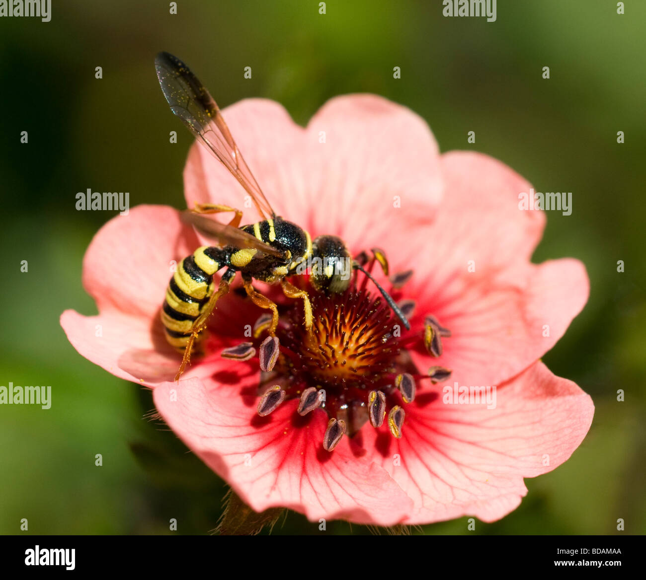 Wasp on Potentilla flower Stock Photo