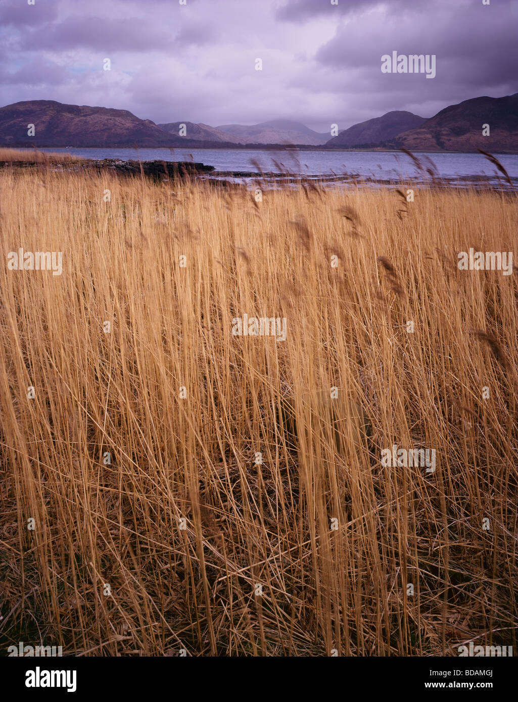 Reed beds on the shore of Loch na Keal looking towards Beinn Talaidh