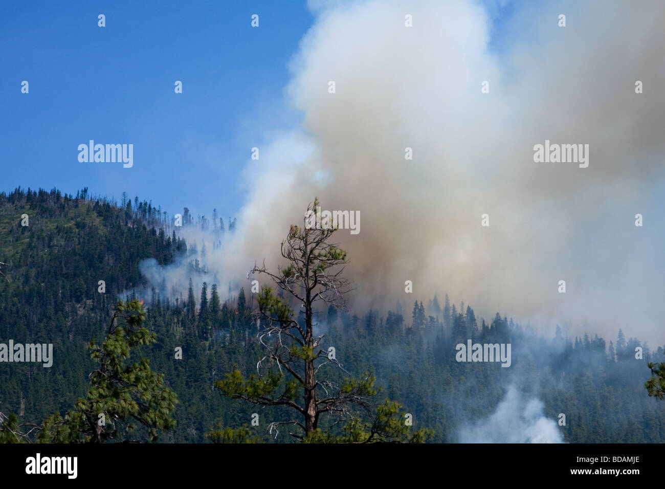A forest fire in early stages caused by lightning Deschutes National Forest near Sisters Oregon