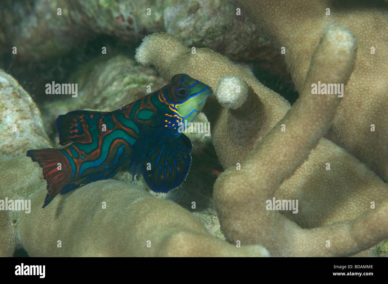 Mandarinfish in the coral on a shallow reef in Yap Stock Photo