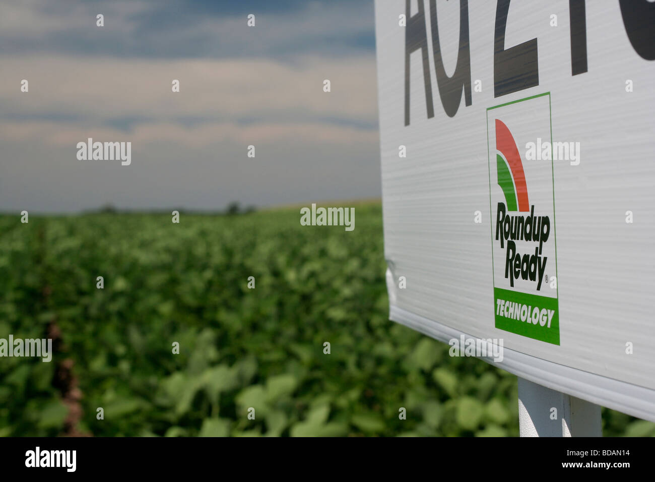 Demonstration field of modified Roundup Ready soybeans