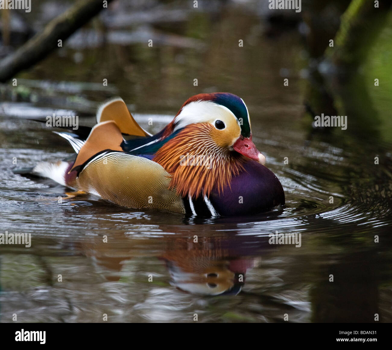 Colourful duck water reflection hi-res stock photography and images - Alamy