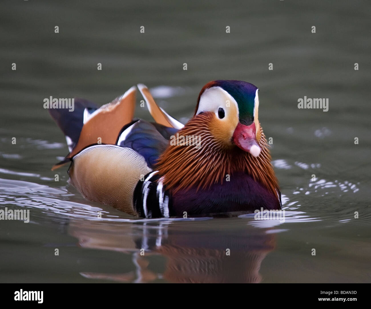 Very colourful mandarin duck swimming on a lake with reflection in the ...