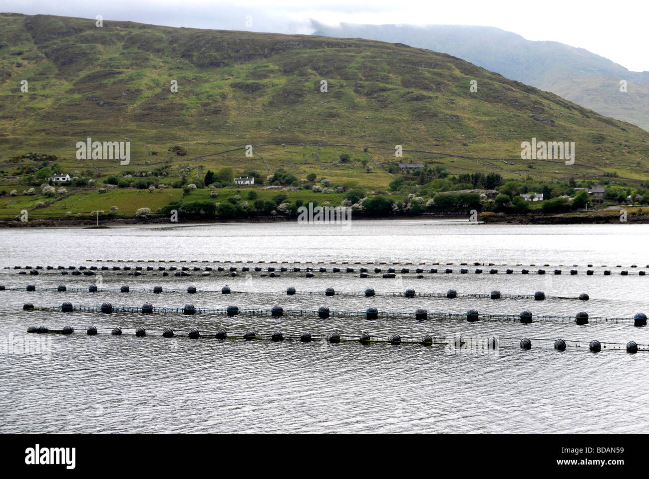 Killary Harbour a fjord in Ireland used to farm mussels using floating