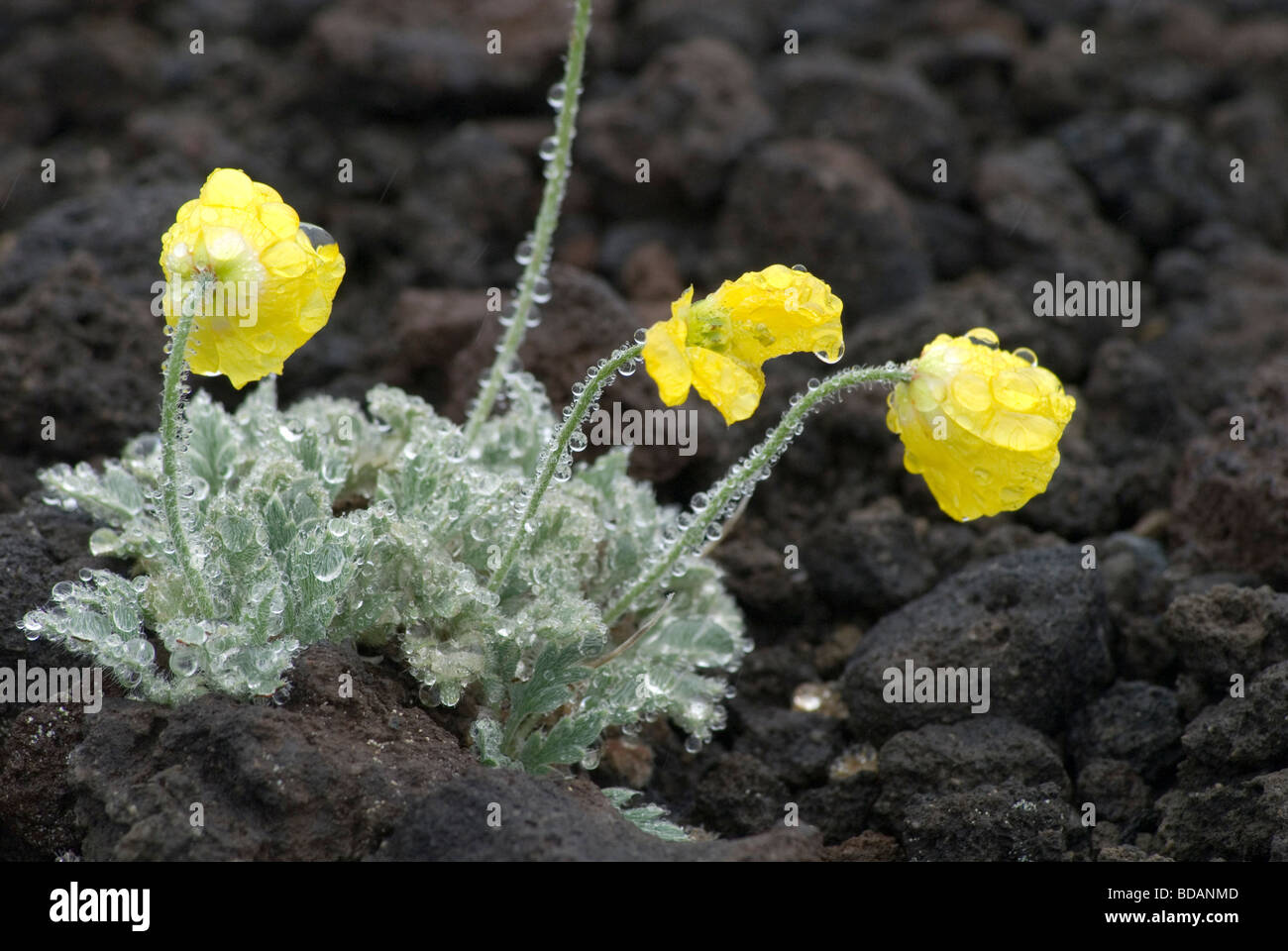 Wildflowers on the flanks of the Avachinsky Volcano , Kamchatka , Russia Stock Photo