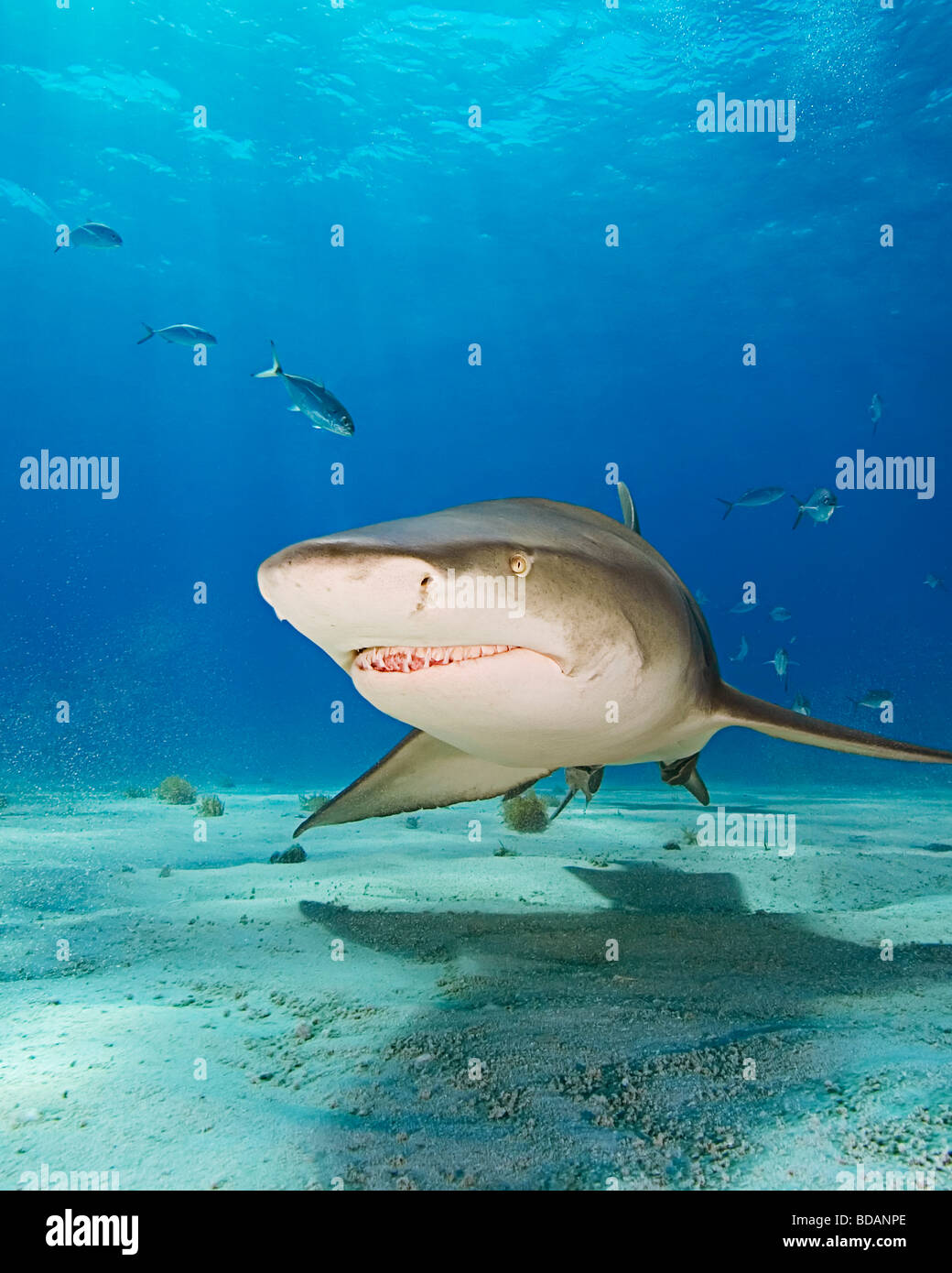 Shark atlantic hires stock photography and images Alamy