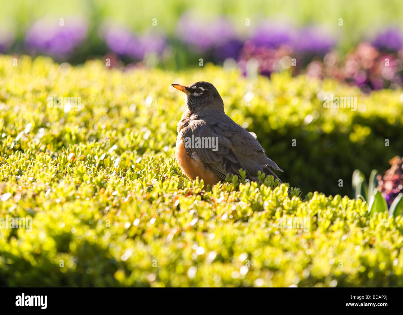 American Robin resting Stock Photo