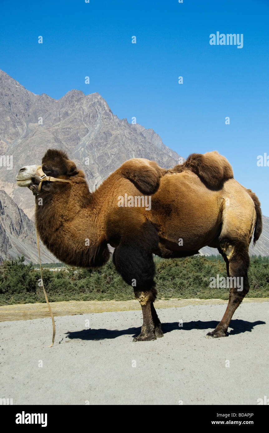Bactrian camel in a desert, Hunder, Nubra Valley, Ladakh, Jammu and  Kashmir, India Stock Photo - Alamy
