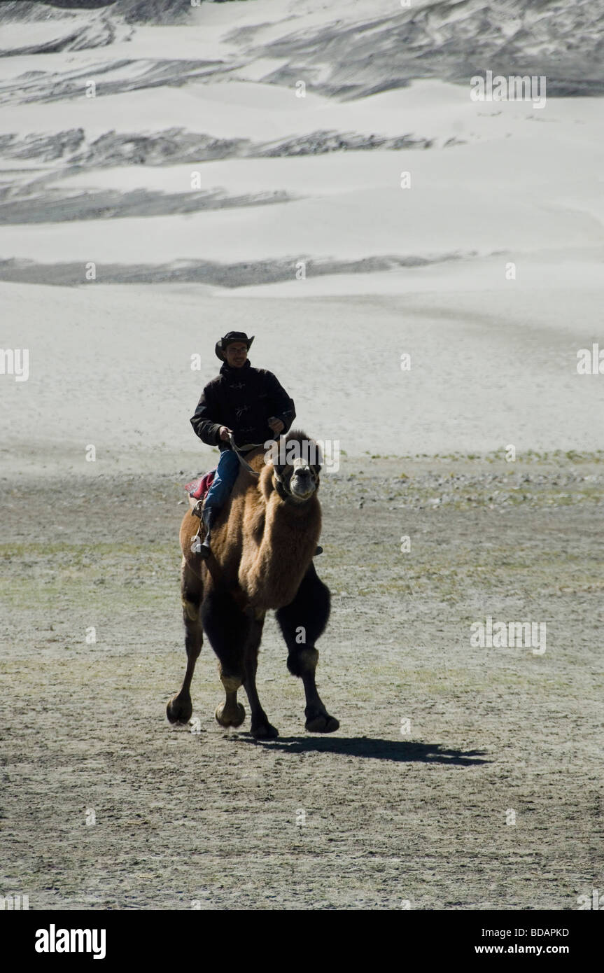 Man riding a bactrian camel, Hunder, Nubra Valley, Ladakh, Jammu and Kashmir, India Stock Photo