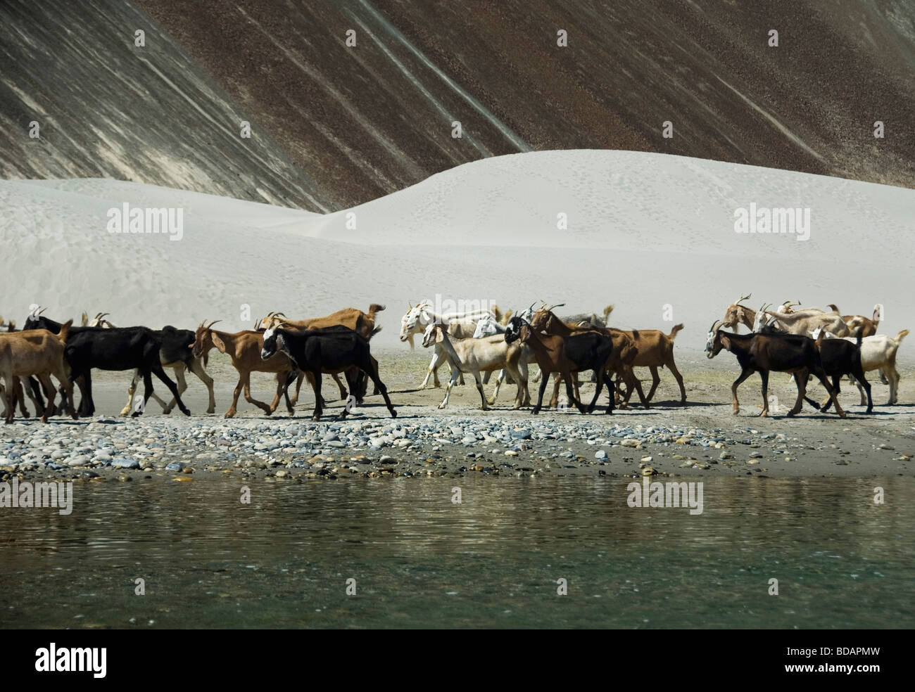 Herd of goat at the lakeside, Hunder, Nubra Valley, Ladakh, Jammu and Kashmir, India Stock Photo