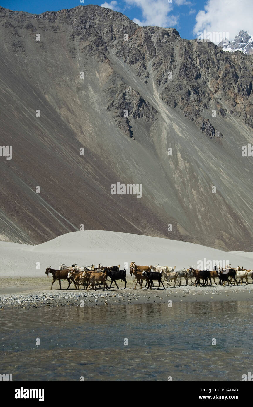 Herd of goat at the lakeside, Hunder, Nubra Valley, Ladakh, Jammu and Kashmir, India Stock Photo