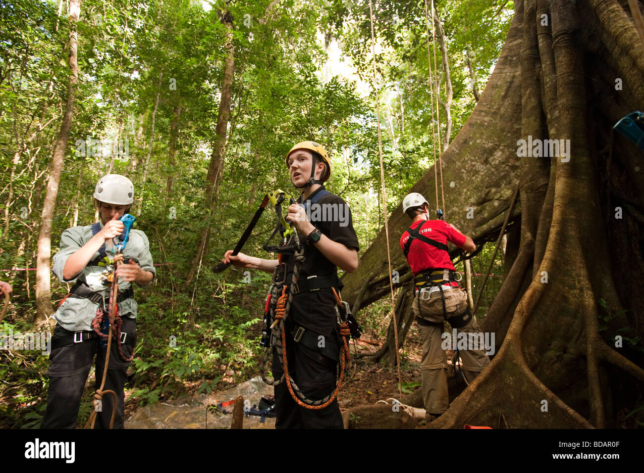 Indonesia Sulawesi Operation Wallacea Lambusango forest reserve teaching canopy access group Stock Photo