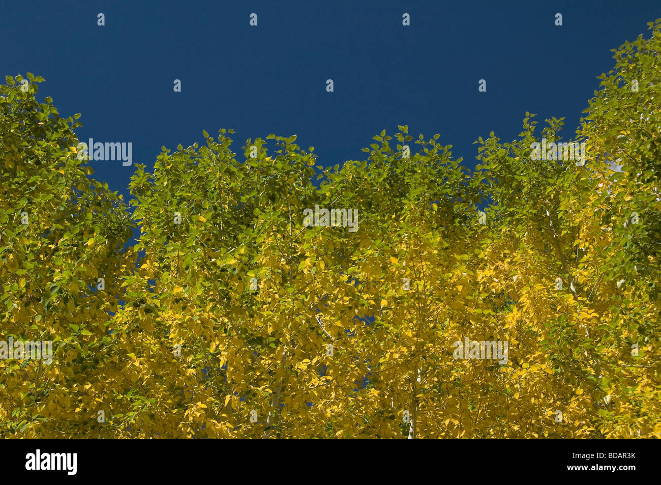 Trees in autumn, Ladakh, Jammu and Kashmir, India Stock Photo