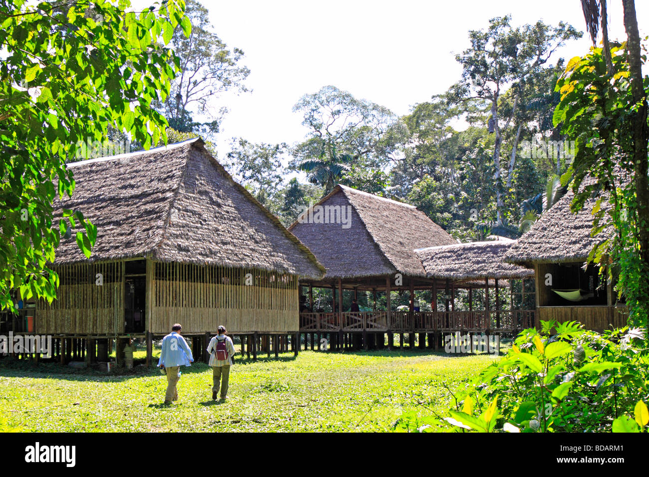 Tambopata Research Center, Tambopata National Reserve, Amazon Area, Peru, South America Stock Photo